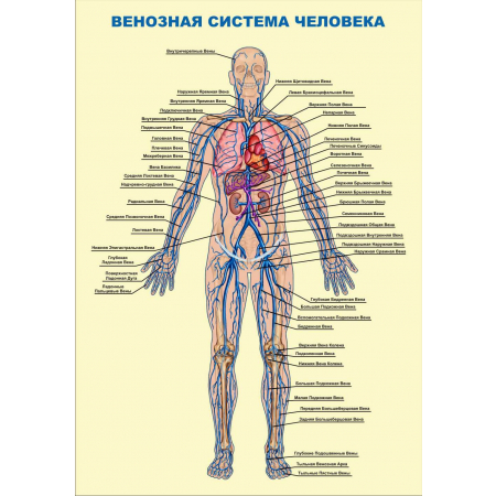 Венозная система человека